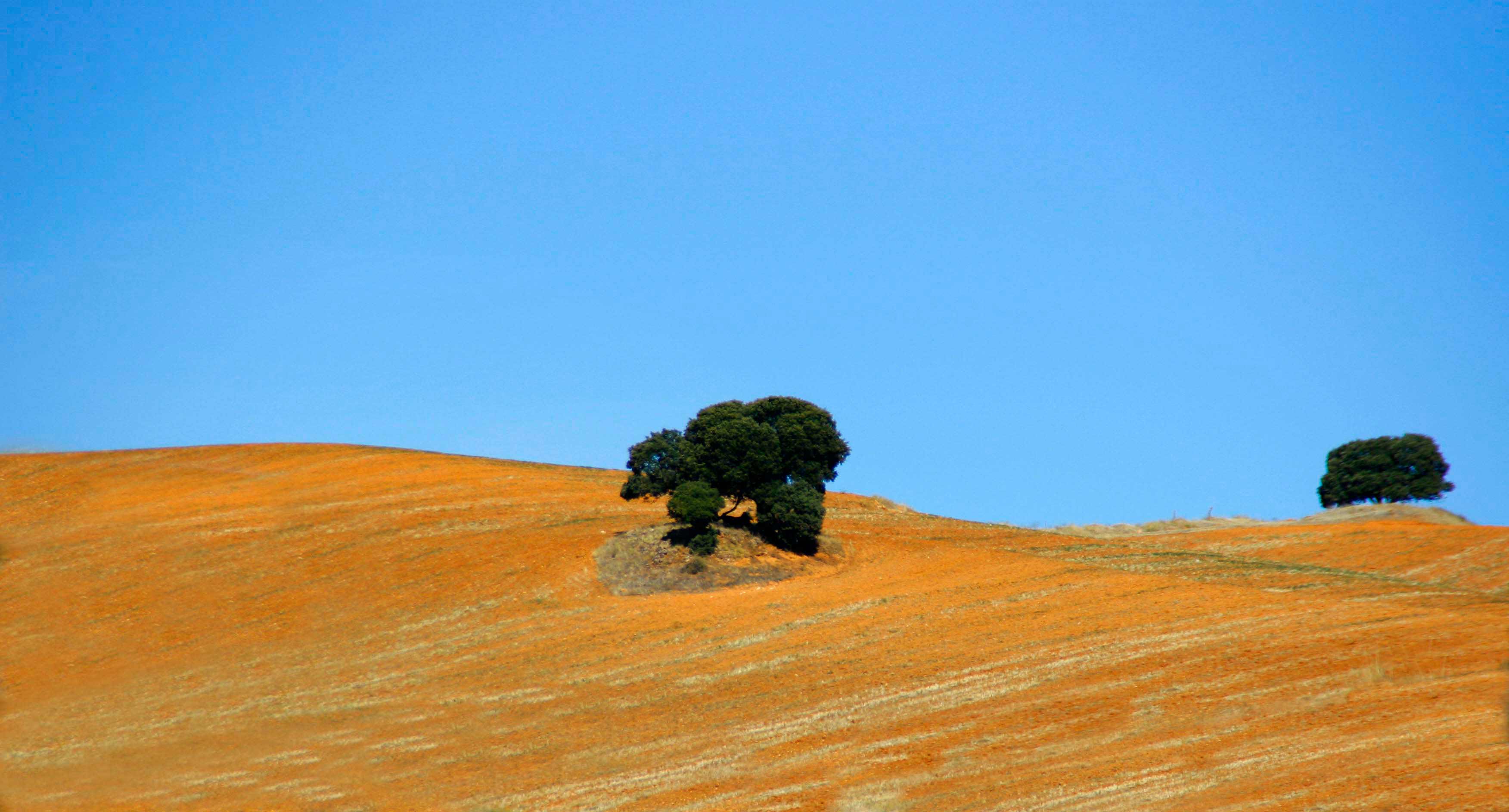 Arbol siguenza1402