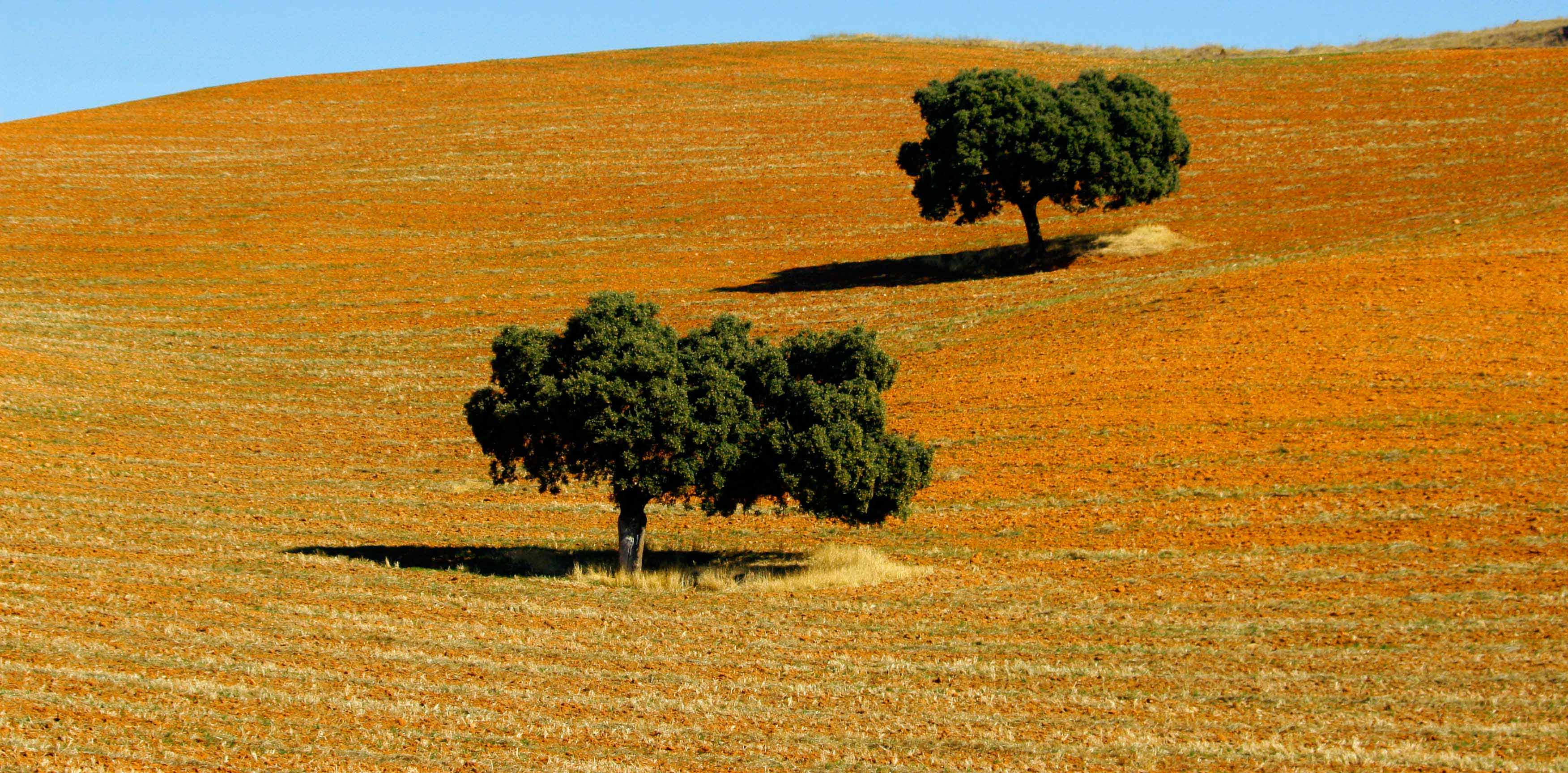 Arbol Siguenza 1429